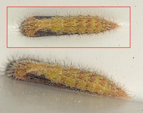 Réf. 350 707 : Emmelina monodactyla